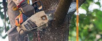 Best Tree Cabling and Bracing  in Royal Pines, NC