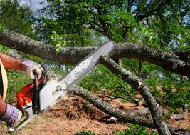 Professional Tree Removal in Royal Pines, NC
