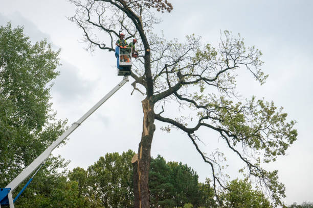 Best Storm Damage Tree Cleanup  in Royal Pines, NC