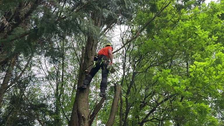  Royal Pines, NC Tree Removal Pros