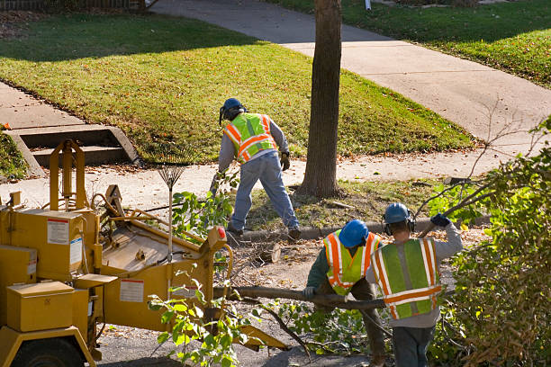 Best Seasonal Cleanup (Spring/Fall)  in Royal Pines, NC