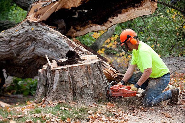 Soil Testing and Treatment in Royal Pines, NC