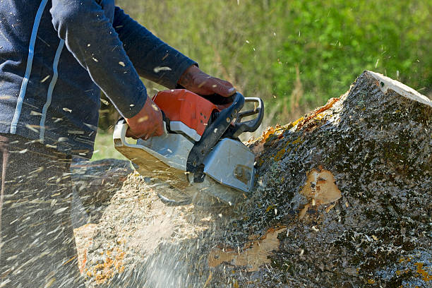 Best Tree Maintenance Programs  in Royal Pines, NC